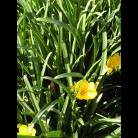 Sternbergia Lutea (fam Amaryllidacees) (rg mediterraneennes) (1)